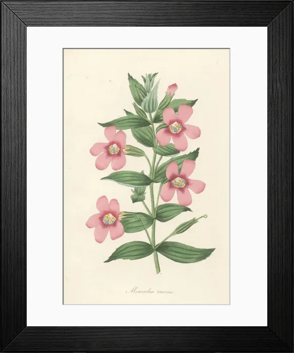 Framed Print : Lewis monkeyflower, Erythranthe lewisii Framed Print : Lewis monkeyflower, Erythranthe lewisii