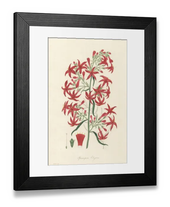 Framed Print : Scarlet trumpet or scarlet gilia, Ipomopsis aggregata Framed Print : Scarlet trumpet or scarlet gilia, Ipomopsis aggregata