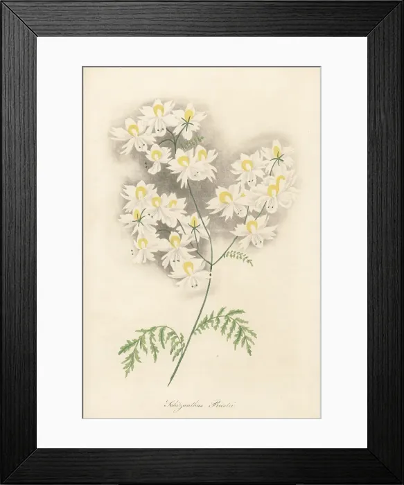 Framed Print : Small butterfly flower, Schizanthus pinnatus Framed Print : Small butterfly flower, Schizanthus pinnatus