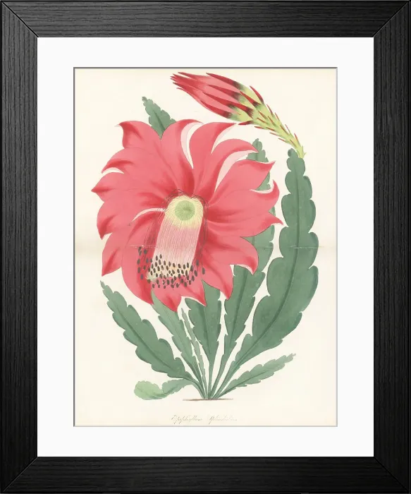 Framed Print : Splendid epiphyllum, Epiphyllum x splendidum Framed Print : Splendid epiphyllum, Epiphyllum x splendidum