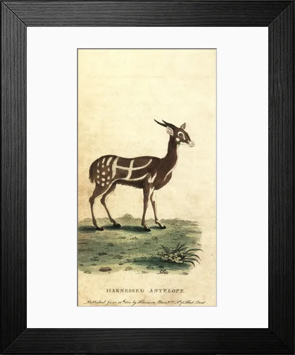 Framed Print : Harnessed bushbuck or kewel, Tragelaphus scriptus Framed Print : Harnessed bushbuck or kewel, Tragelaphus scriptus