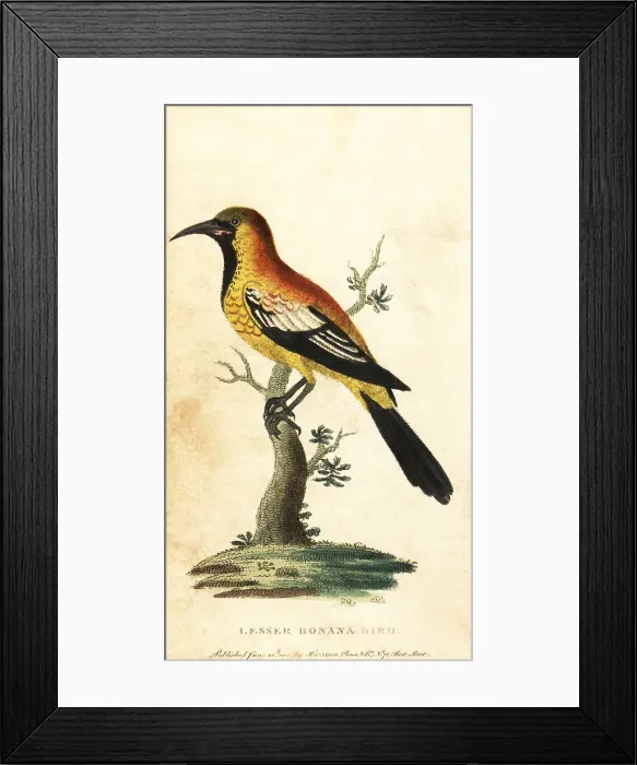 Framed Print : Oriole blackbird, Gymnomystax mexicanus Framed Print : Oriole blackbird, Gymnomystax mexicanus