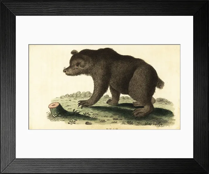 Framed Print : Brown bear, Ursus arctos Framed Print : Brown bear, Ursus arctos