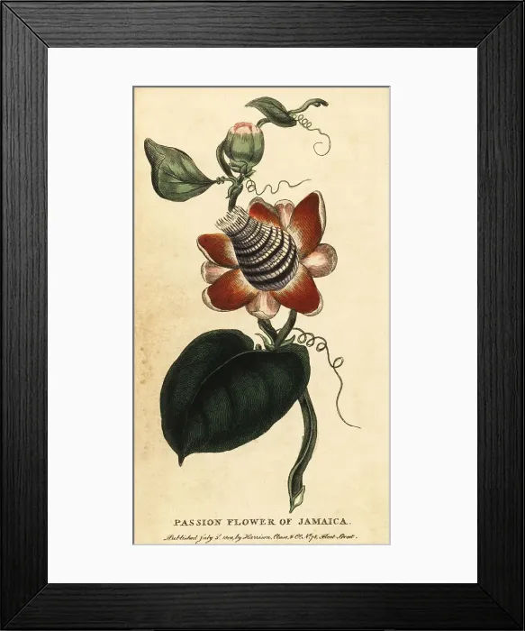 Framed Print : Winged-stem passion flower, Passiflora elata Framed Print : Winged-stem passion flower, Passiflora elata