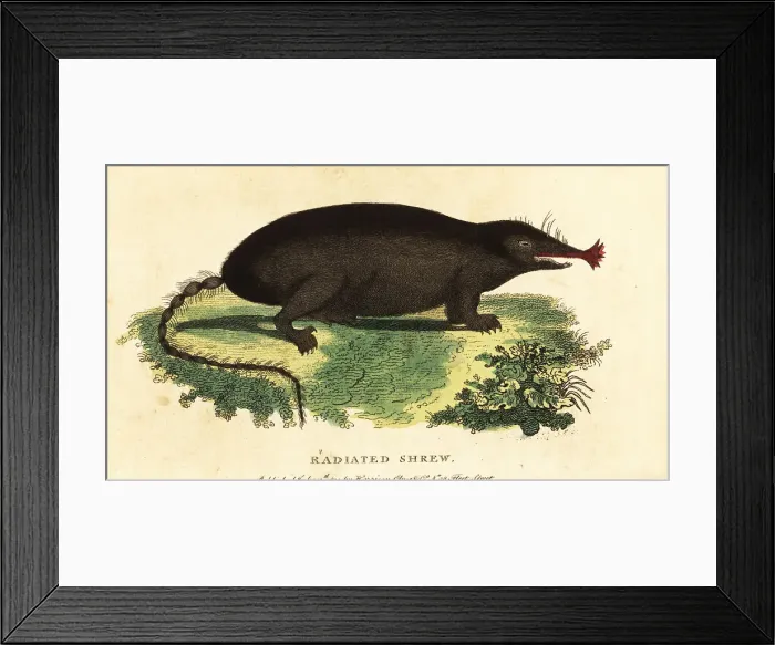 Framed Print : Star-nosed mole, Condylura cristata Framed Print : Star-nosed mole, Condylura cristata