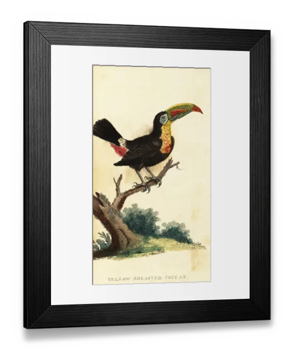 Framed Print : Keel-billed toucan, Ramphastos sulfuratus Framed Print : Keel-billed toucan, Ramphastos sulfuratus