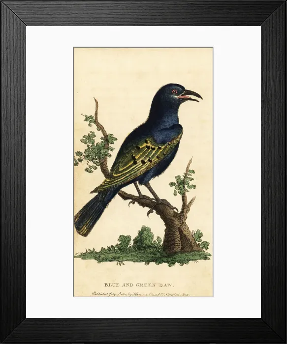 Framed Print : African glossy starling, Lamprotornis species Framed Print : African glossy starling, Lamprotornis species