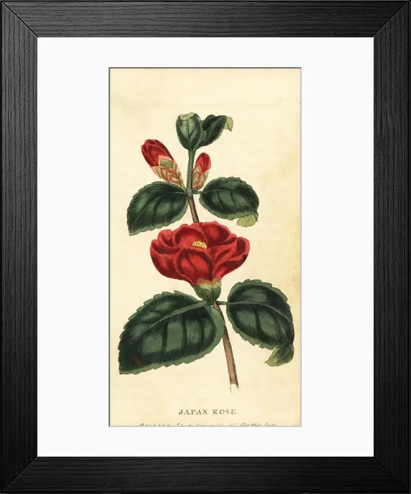 Framed Print : Camellia or Japan rose, Camellia japonica Framed Print : Camellia or Japan rose, Camellia japonica
