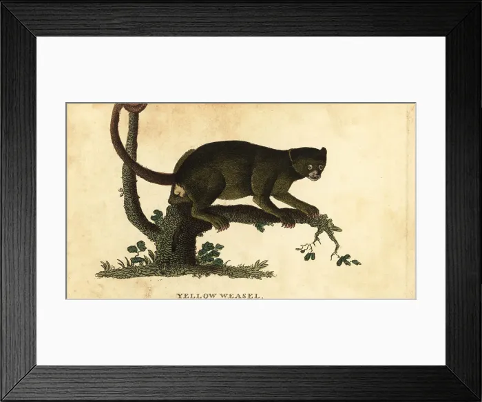 Framed Print : Kinkajou, Potos flavus Framed Print : Kinkajou, Potos flavus