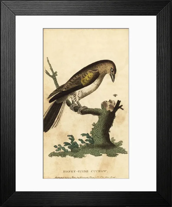 Framed Print : Greater honeyguide, Indicator indicator Framed Print : Greater honeyguide, Indicator indicator