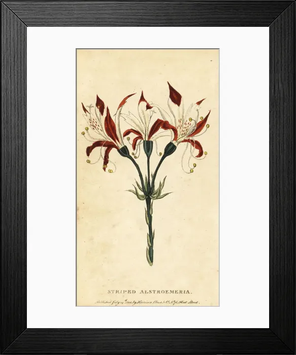 Framed Print : Striped alstroemeria, Alstroemeria ligtu Framed Print : Striped alstroemeria, Alstroemeria ligtu
