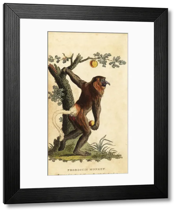 Framed Print : Long-nosed monkey, Nasalis larvatus. Endangered Framed Print : Long-nosed monkey, Nasalis larvatus. Endangered
