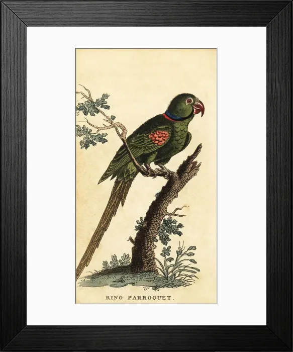 Framed Print : Alexandrine parakeet, Psittacula eupatria Framed Print : Alexandrine parakeet, Psittacula eupatria