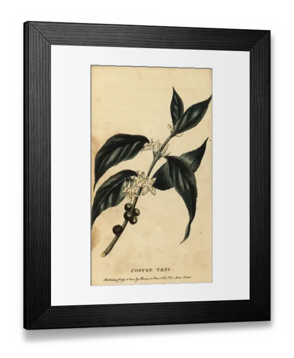 Framed Print : Coffee tree, Coffea arabica Framed Print : Coffee tree, Coffea arabica