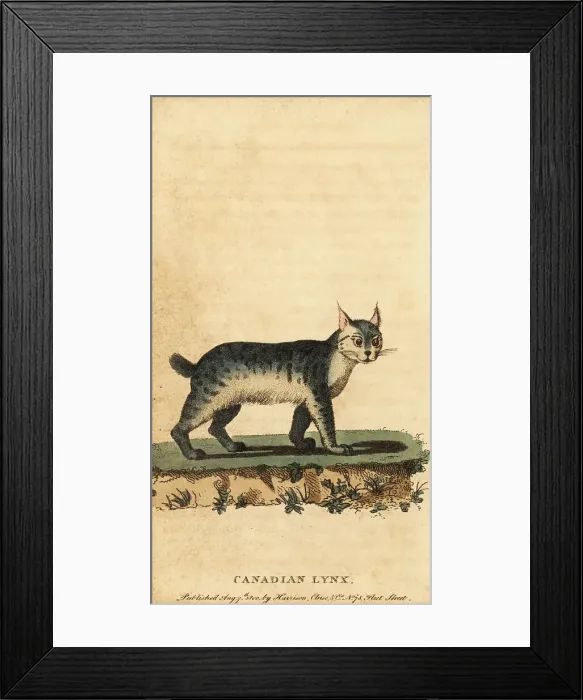 Framed Print : Canadian lynx, Lynx canadensis Framed Print : Canadian lynx, Lynx canadensis