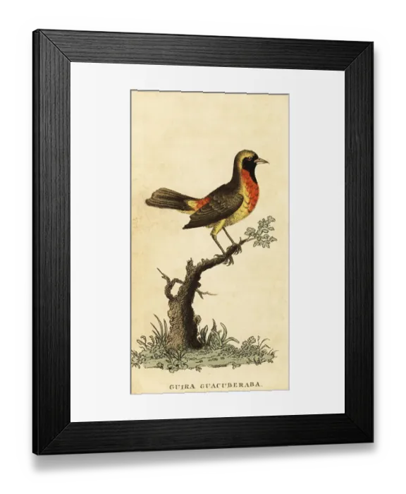 Framed Print : Guira tanager, Hemithraupis guira Framed Print : Guira tanager, Hemithraupis guira