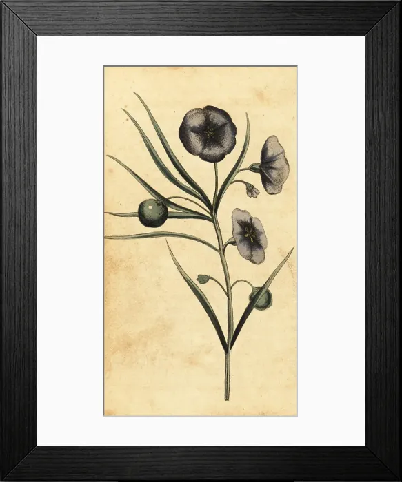 Framed Print : Potatoe-apple flower of New South Wales, Australia Framed Print : Potatoe-apple flower of New South Wales, Australia