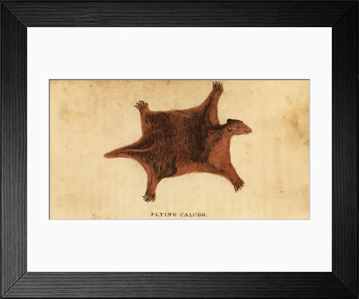Framed Print : Philippine flying lemur, Cynocephalus volans Framed Print : Philippine flying lemur, Cynocephalus volans