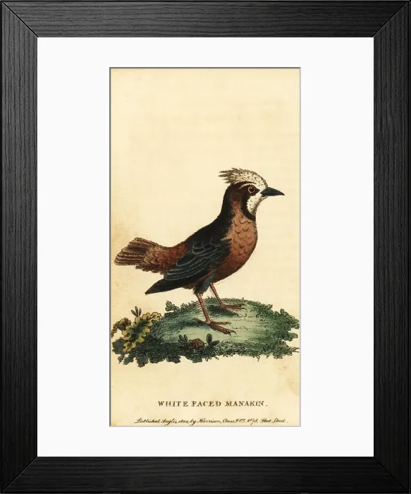 Framed Print : White-plumed antbird, Pithys albifrons Framed Print : White-plumed antbird, Pithys albifrons