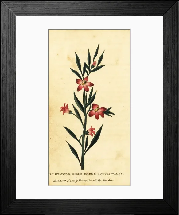 Framed Print : Gilliflower shrub of New South Wales Framed Print : Gilliflower shrub of New South Wales