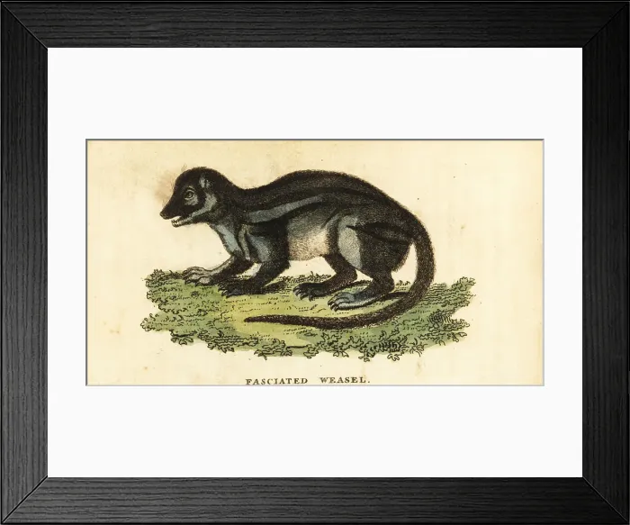 Framed Print : Broad-striped Malagasy mongoose, Galidictis fasciata Framed Print : Broad-striped Malagasy mongoose, Galidictis fasciata