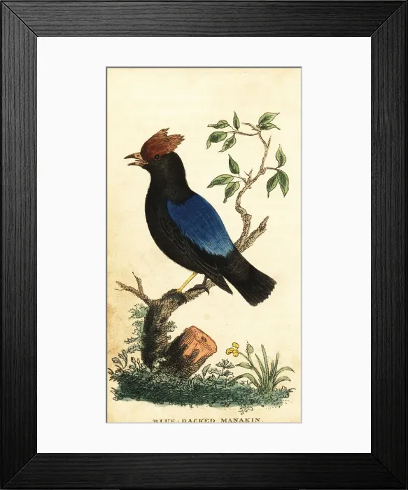 Framed Print : Blue-backed manakin, Chiroxiphia pareola Framed Print : Blue-backed manakin, Chiroxiphia pareola