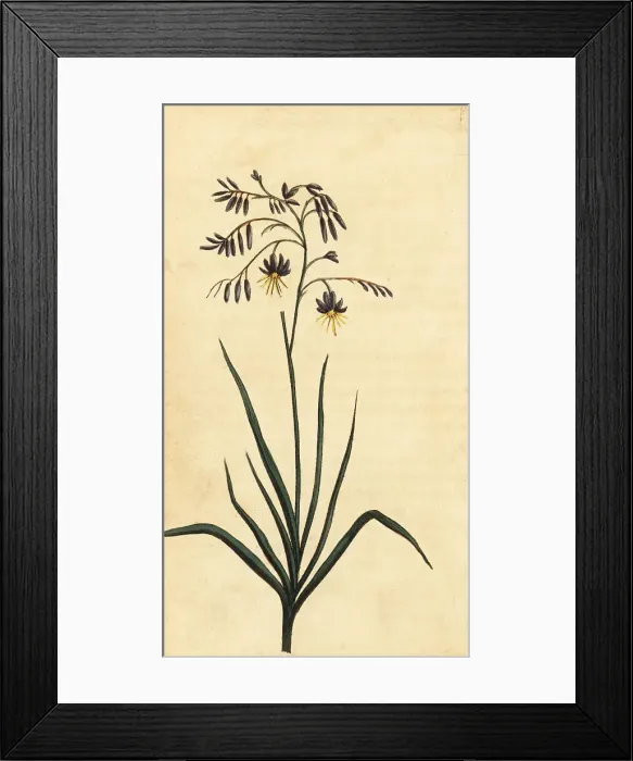 Framed Print : Rock flower of New South Wales, Australia Framed Print : Rock flower of New South Wales, Australia