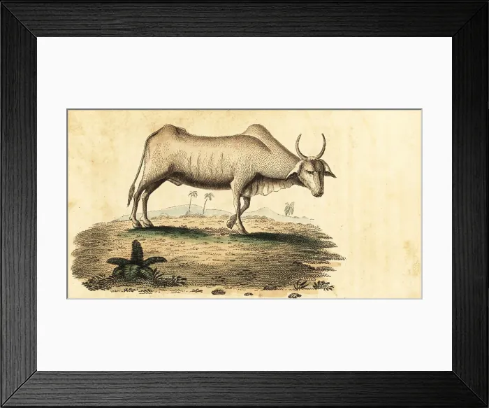 Framed Print : Water buffalo, Bubalus bubalus