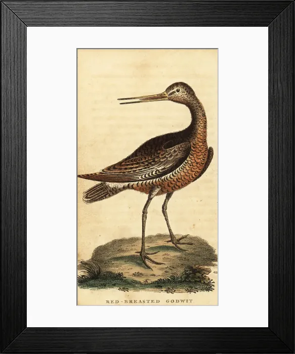 Framed Print : Bar-tailed godwit, Limosa lapponica Framed Print : Bar-tailed godwit, Limosa lapponica