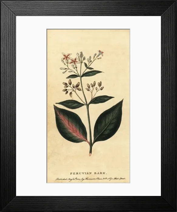 Framed Print : Peruvian bark, Cinchona officinalis Framed Print : Peruvian bark, Cinchona officinalis