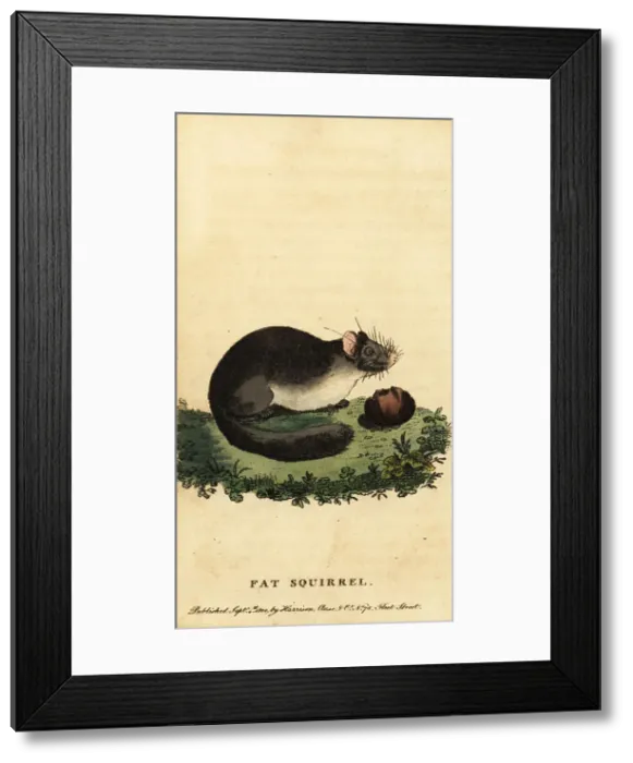 Framed Print : Edible dormouse or fat dormouse, Glis glis Framed Print : Edible dormouse or fat dormouse, Glis glis