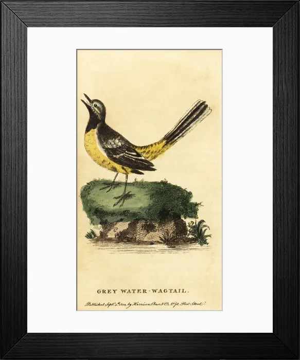 Framed Print : Grey wagtail, Motacilla cinerea Framed Print : Grey wagtail, Motacilla cinerea
