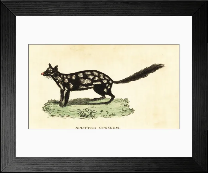 Framed Print : Eastern quoll, Dasyurus viverrinus Framed Print : Eastern quoll, Dasyurus viverrinus