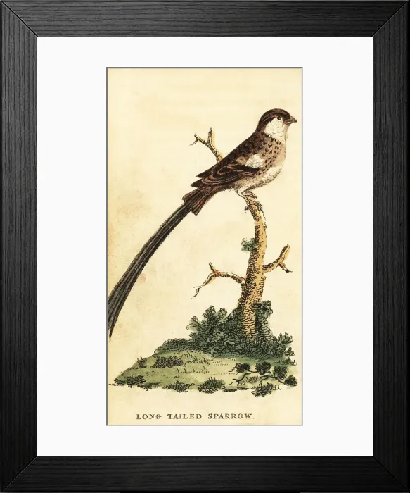 Framed Print : Pin-tailed whydah, Vidua macroura Framed Print : Pin-tailed whydah, Vidua macroura
