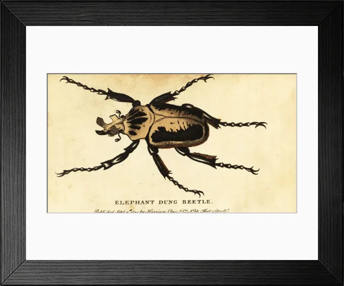 Framed Print : Royal goliath beetle, Goliathus regius Framed Print : Royal goliath beetle, Goliathus regius