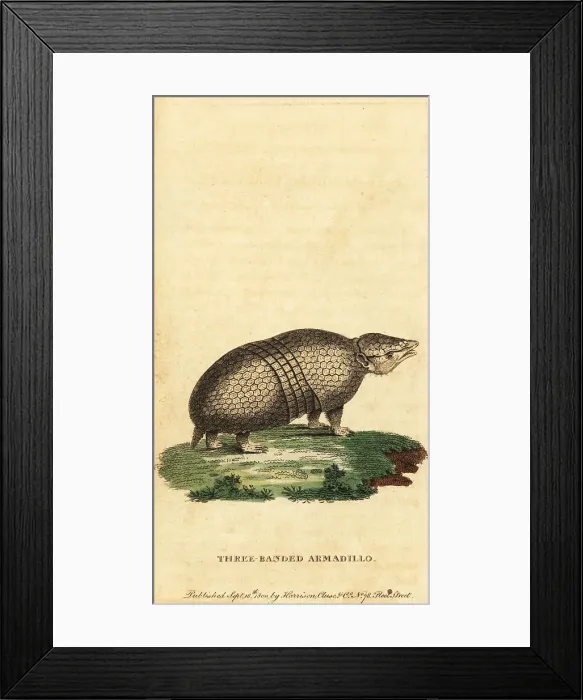 Framed Print : Brazilian three-banded armadillo, Tolypeutes tricinctus Framed Print : Brazilian three-banded armadillo, Tolypeutes tricinctus
