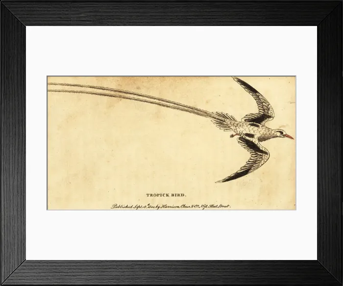 Framed Print : Red-billed tropicbird, Phaethon aethereus
