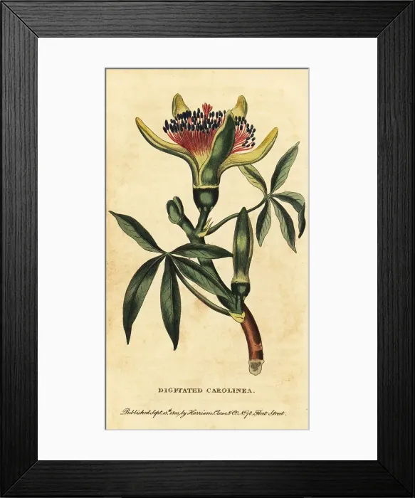 Framed Print : Guiana chestnut, Pachira aquatica Framed Print : Guiana chestnut, Pachira aquatica