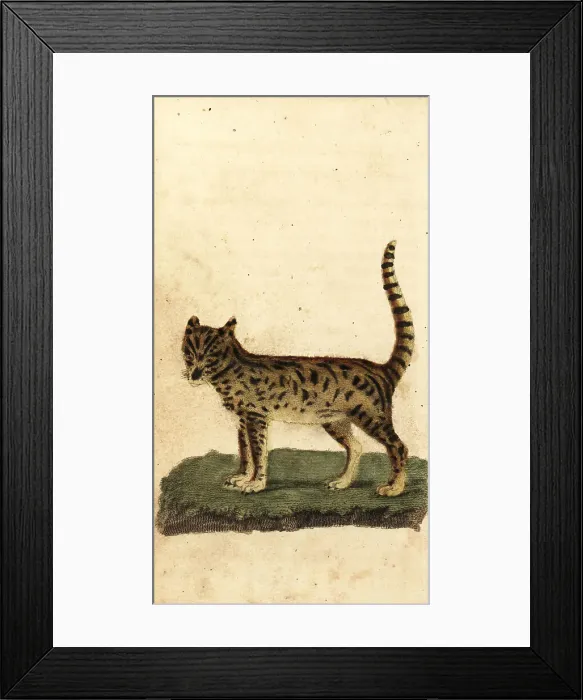 Framed Print : Serval, Leptailurus serval Framed Print : Serval, Leptailurus serval