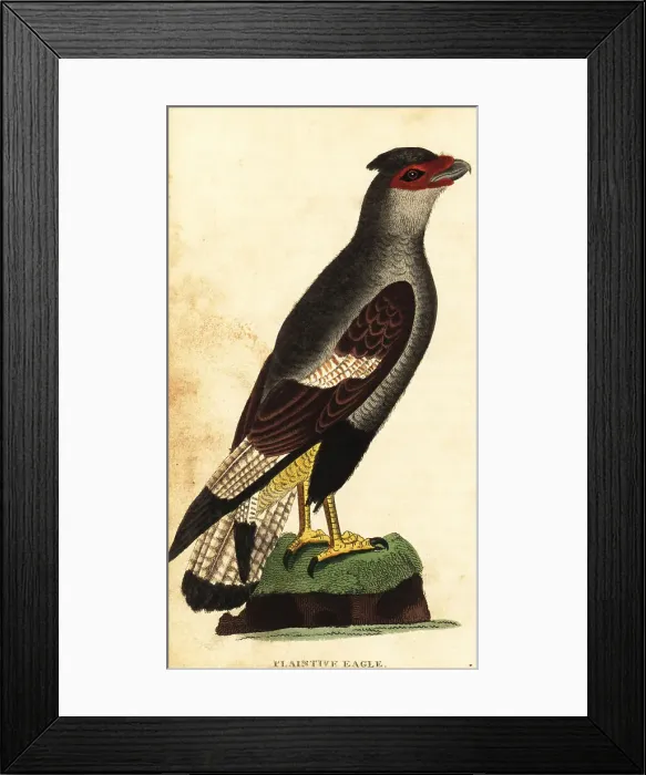 Framed Print : Crested caracara, Caracara plancus Framed Print : Crested caracara, Caracara plancus
