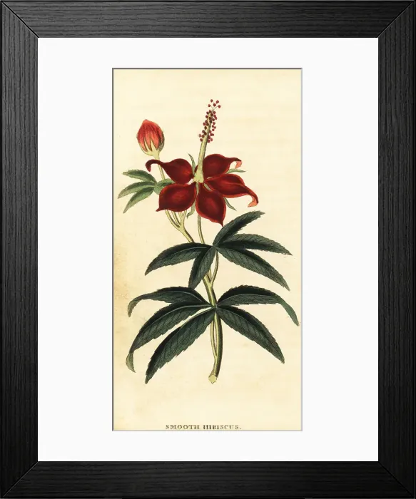 Framed Print : Turkcap, Malvaviscus arboreus Framed Print : Turkcap, Malvaviscus arboreus