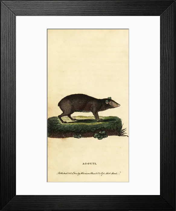 Framed Print : Agouti, Dasyprocta species