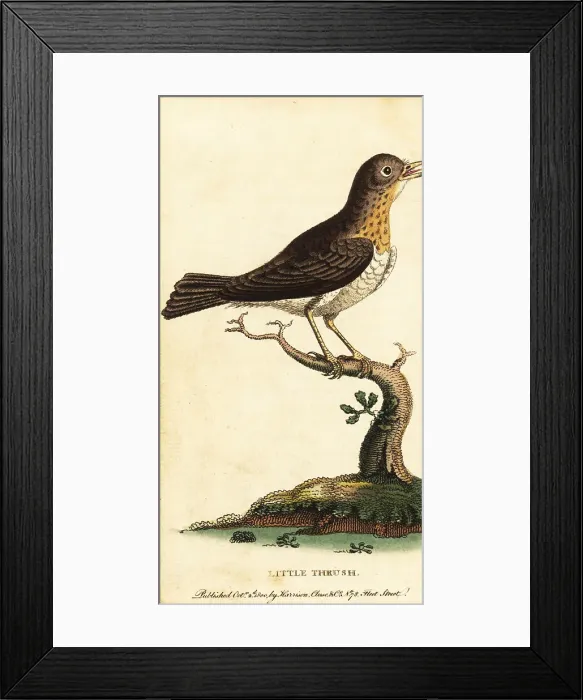 Framed Print : Little thrush, Turdus minor Framed Print : Little thrush, Turdus minor