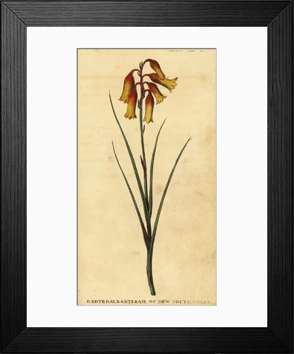 Framed Print : Christmas bells, Blandfordia nobilis Framed Print : Christmas bells, Blandfordia nobilis