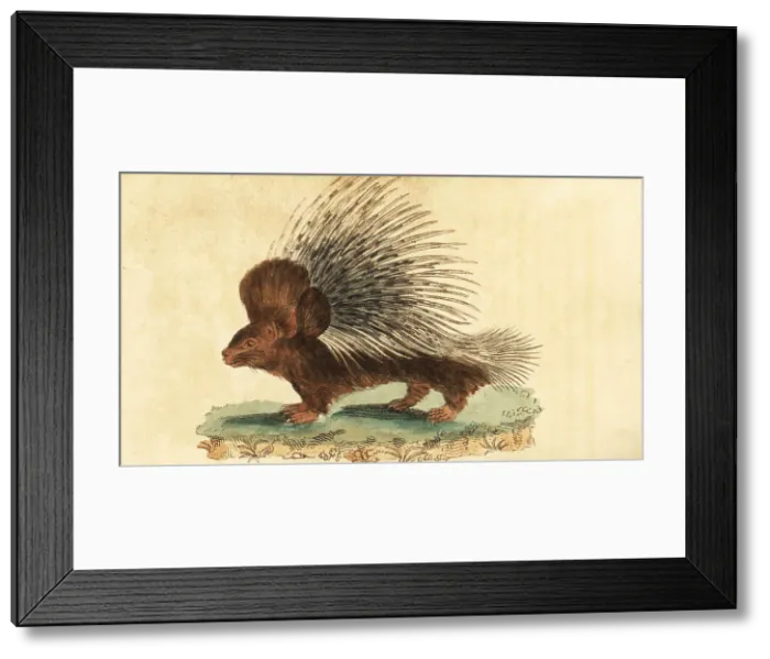 Framed Print : Crested porcupine, Hystrix cristata Framed Print : Crested porcupine, Hystrix cristata