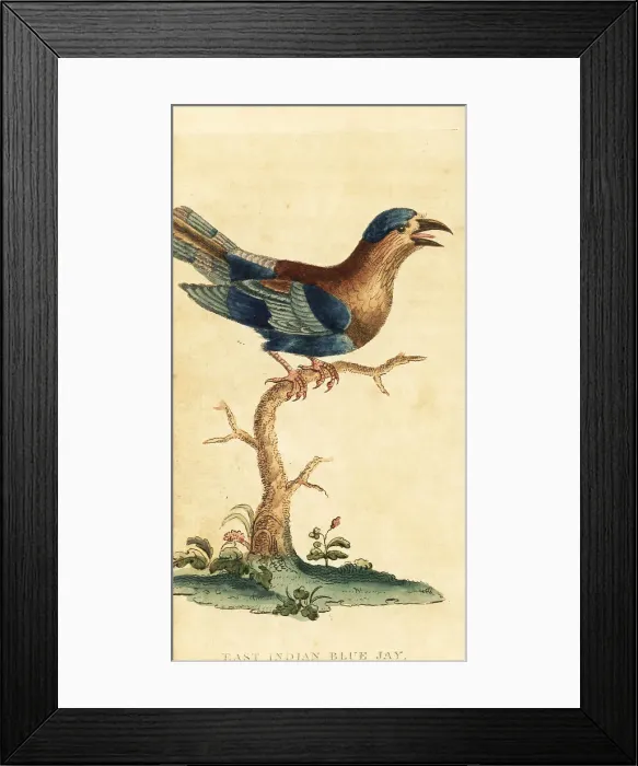 Framed Print : Indian roller, Coracias benghalensis Framed Print : Indian roller, Coracias benghalensis