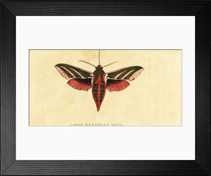 Framed Print : Elephant hawk moth, Deilephila elpenor Framed Print : Elephant hawk moth, Deilephila elpenor