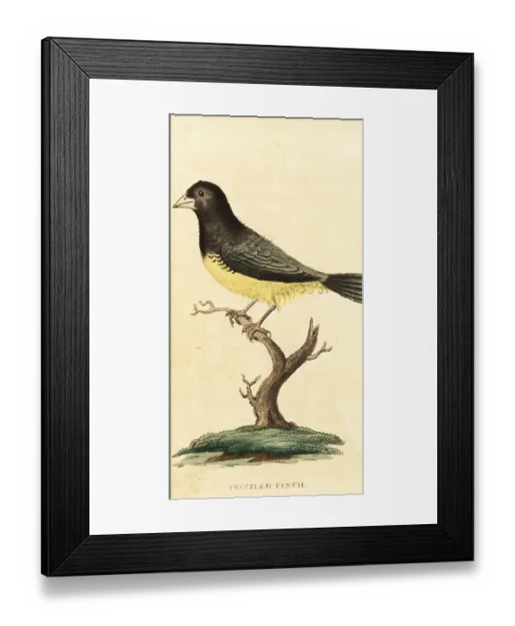 Framed Print : Yellow-bellied seedeater, Sporophila nigricollis Framed Print : Yellow-bellied seedeater, Sporophila nigricollis