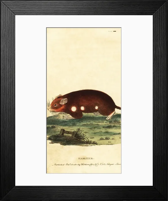 Framed Print : European hamster, Cricetus cricetus. Critically endangered Framed Print : European hamster, Cricetus cricetus. Critically endangered