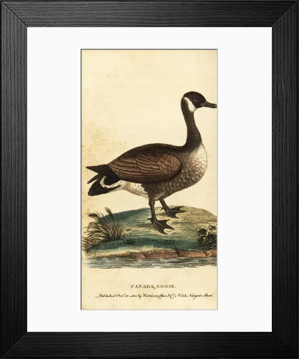 Framed Print : Canada goose, Branta canadensis